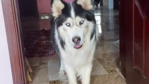 Lovely dog ​​dance