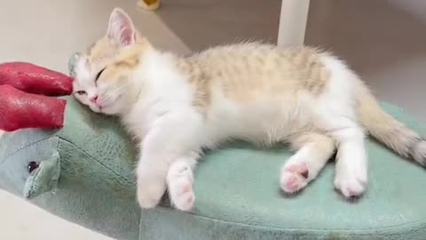 Can the kitten smell the fragrance when it is asleep? Let's test it today