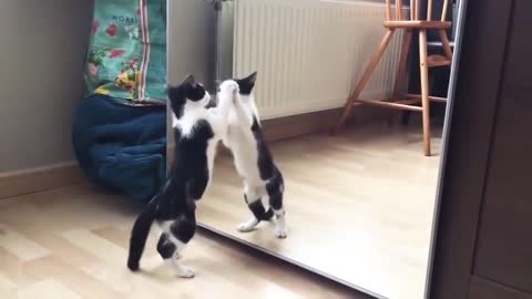 Funny/hilarious Cat with Mirror Video