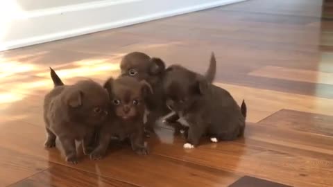 Tiny little Chihuahuas adorably play together