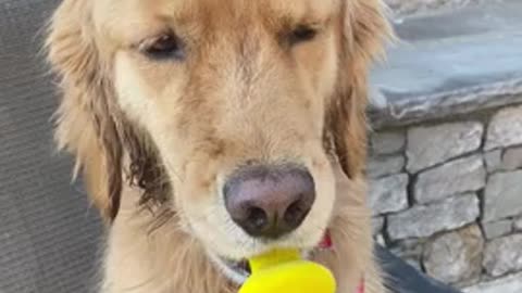 DOG HOLDS PACIFIER in Their Mouth While Owner Talks to Them 🍼