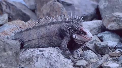 Rare And Unique Animals Video