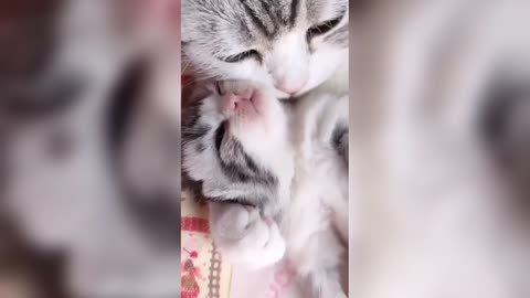 Funny cat video