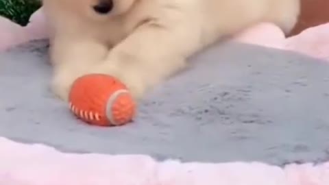 Cute puppy playing with this ball on the table.