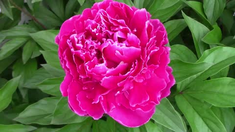 Why Ants Are Crawling All Over Your Peonies