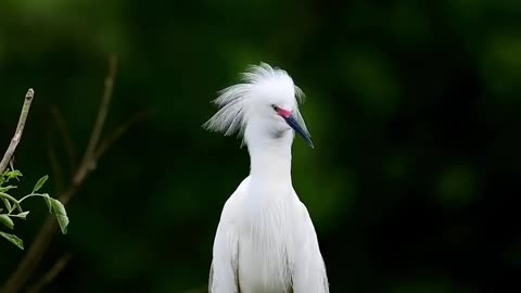 A peaceful snowy egret