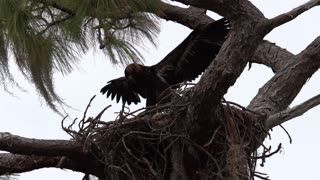 Baby Eagle Learning to Fly