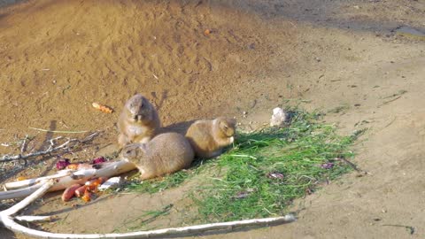 family of three black tailed prairie dogs eating grass and vegetables in the zoo