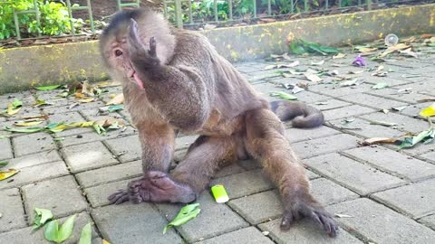 Monkey Learns to Use Lighter