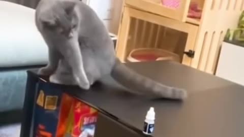 Smart Cat 😺 #shorts #funnyvideo #subscribe