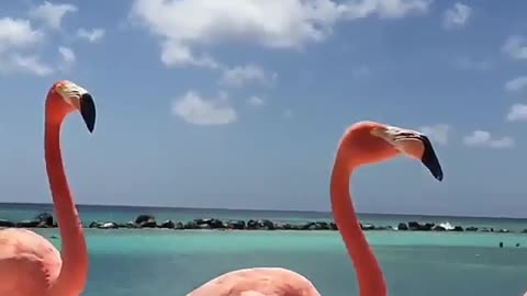 Swan swings to tourism