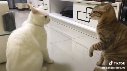 Cats that can talk these cats can speak English better than human