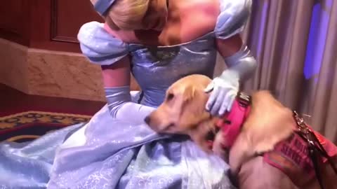Service Dog Enjoys A Little Break With Cinderella