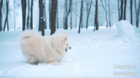 Dog playing