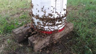 Honey Bee Feeding