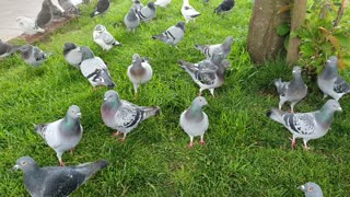 Pigeons gather under the tree