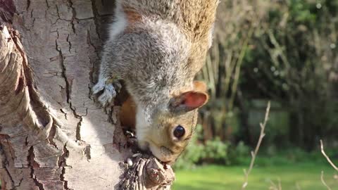Squirrel Head Grey Squirrel Eating Feeding>
