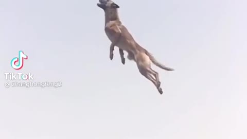 An acrobatic dog- simply amazing