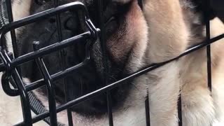 Lazy pug resting face on cage with friend