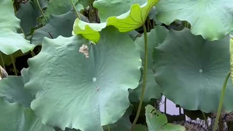 These lotus leaves are so big