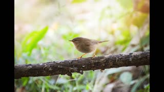 Lord Winter - Little Bird