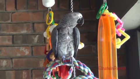 Einstein Parrot can talk better than most humansp29