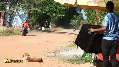 Wow !! TOP 20 Super Huge Box vs Prank Sleep Dogs very Very Funny