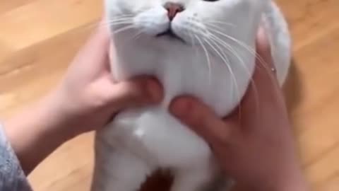 White Cat 🐈Funny video