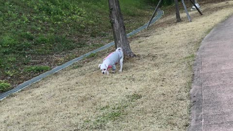 Chorong taking a walk outside 1