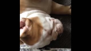 BamBam the English Bulldog getting tickled. So CUTE!!!!!!