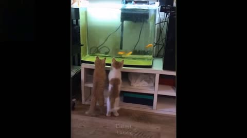 Cute and Funny Animals Reaction