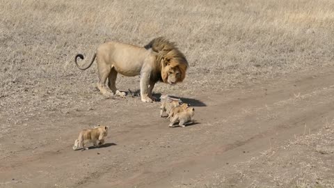 Lion dad playing with his cute lion cubs