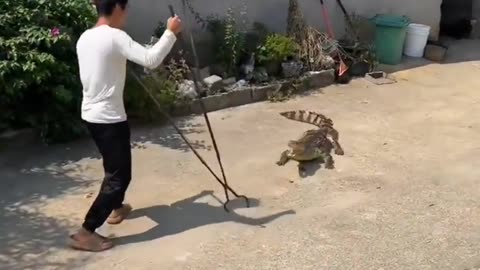 What a danger fight Between man vs crocodile!