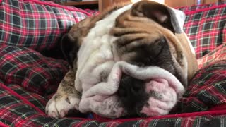 Bulldog won't listen to owner in any language