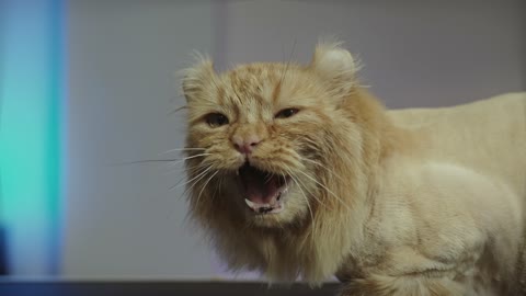 Lion cat