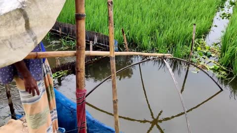 Traditional Flood Water Fishing-Huge Fish Catching From Rice Field in Rainy Day-Best Fishing Video.