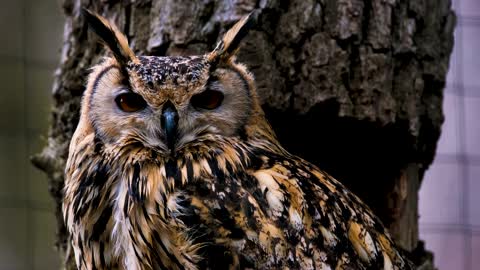 Video of a Great Horned Owl