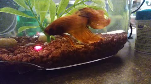 Betta fish frantically follows laser pointer