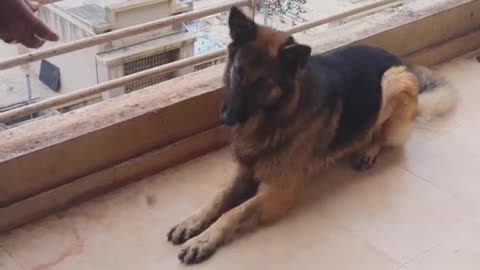 German Shepherd Commands Training Practice