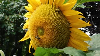 bee on sunflower