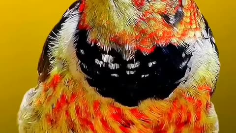 Rare colourful bird