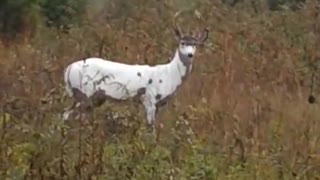 Piebald Deer