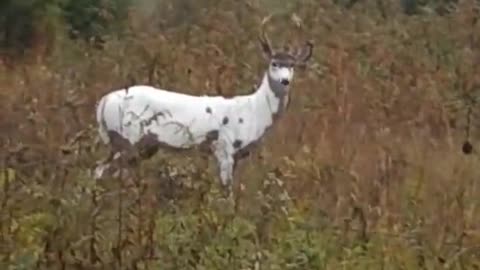 Piebald Deer