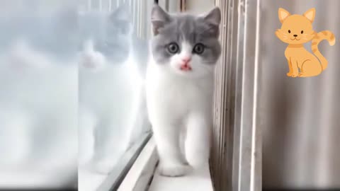 Cute Funny Cats video Compilation, Funny Cats 🐱😂