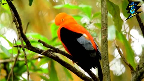 Watch the beautifully colored parrot on the tree