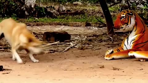 Prank dog & Fake Tiger Vs Dog Prank Video Funny - Ep01