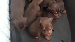 Litter of cute puppies