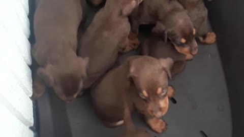 Litter of cute puppies