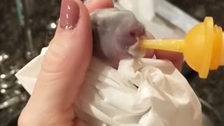 One Day Old Baby Bunny Gets Some Milk