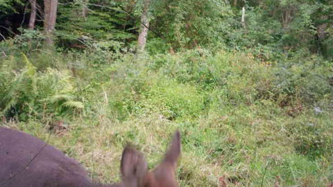 Adorable witty doe finding and investigating game camera